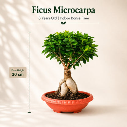 Ficus Microcarpa Indoor Bonsai Tree – 8 Years, Plastic Pot