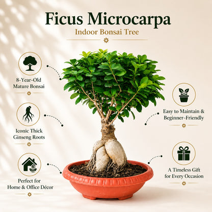Ficus Microcarpa Indoor Bonsai Tree – 8 Years, Plastic Pot