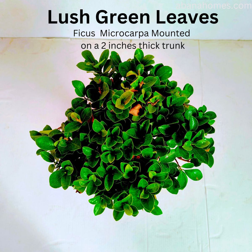 Ficus Microcarpa Bonsai Tree - 15 Inches for Indoor