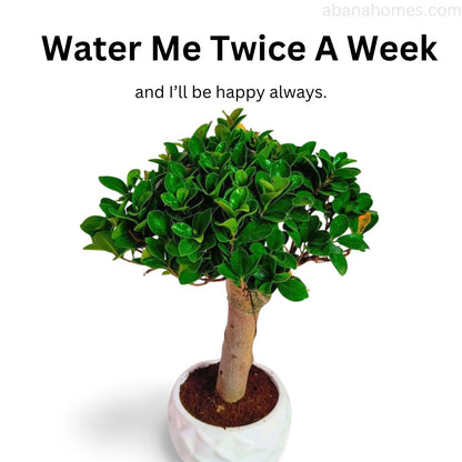 Ficus Microcarpa Bonsai Tree 15 Inches for Indoor