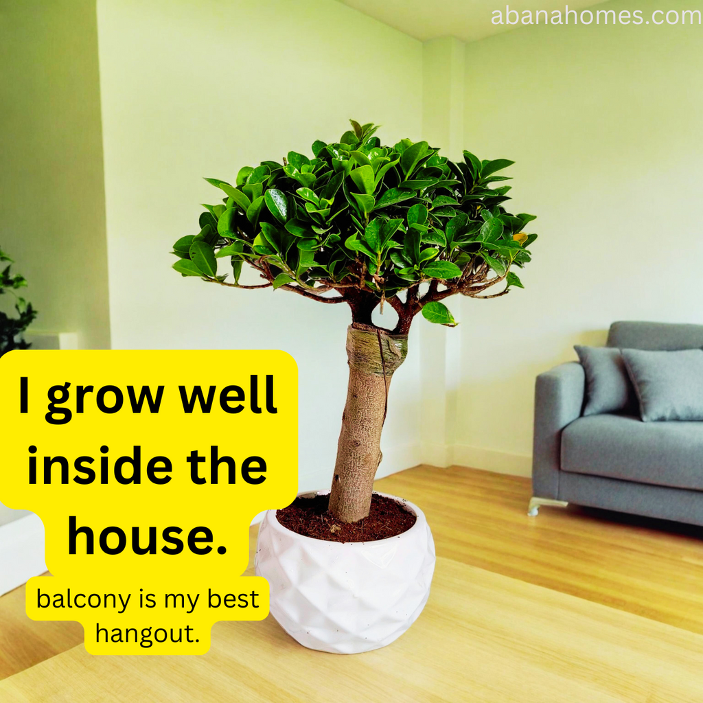 Ficus Microcarpa Bonsai Tree - 15 Inches for Indoor