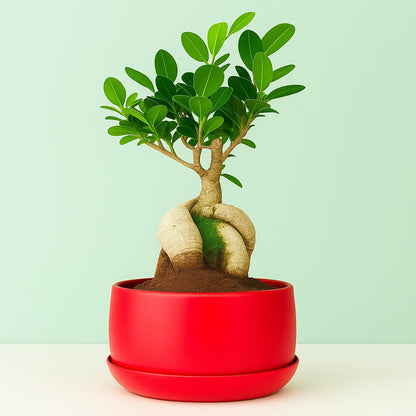 Metal Planter Pot for Indoor Plants