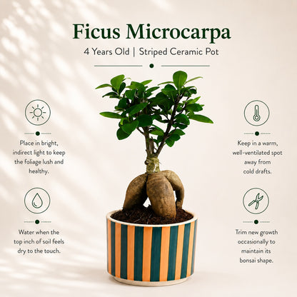 Ficus Microcarpa Indoor Bonsai Tree – 4 Years, Striped Ceramic Pot