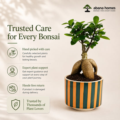 Ficus Microcarpa Indoor Bonsai Tree – 4 Years, Striped Ceramic Pot
