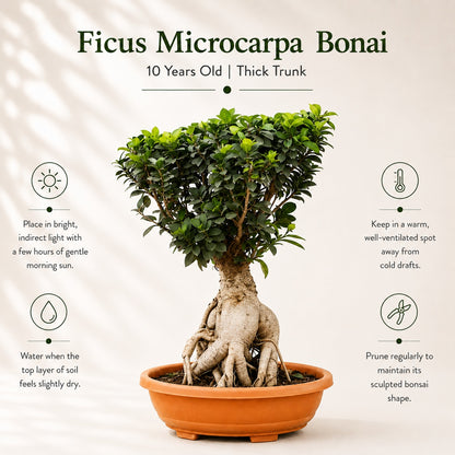 Ficus Microcarpa Indoor Bonsai Tree – 10 Years, Thick Trunk 50cm
