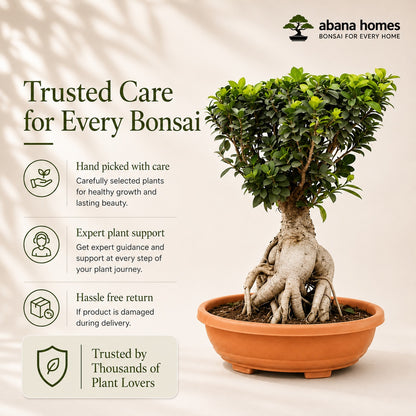 Ficus Microcarpa Indoor Bonsai Tree – 10 Years, Thick Trunk 50cm