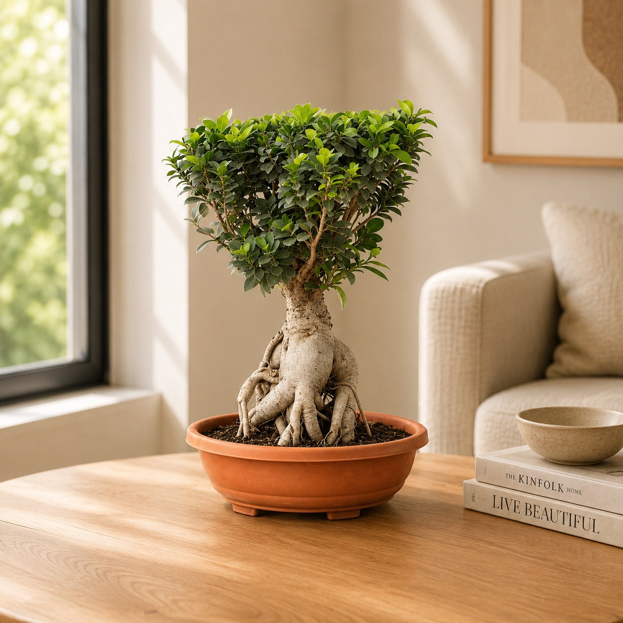 Ficus Microcarpa Indoor Bonsai Tree – 10 Years, Thick Trunk 50cm