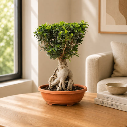 Ficus Microcarpa Indoor Bonsai Tree – 10 Years, Thick Trunk 50cm