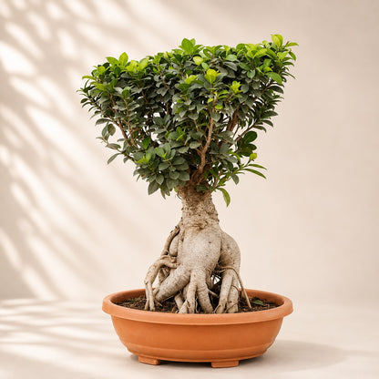 Ficus Microcarpa Indoor Bonsai Tree – 10 Years, Thick Trunk 50cm