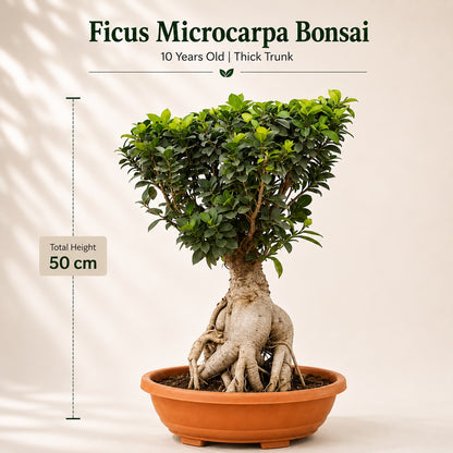 Ficus Microcarpa Indoor Bonsai Tree – 10 Years, Thick Trunk 50cm