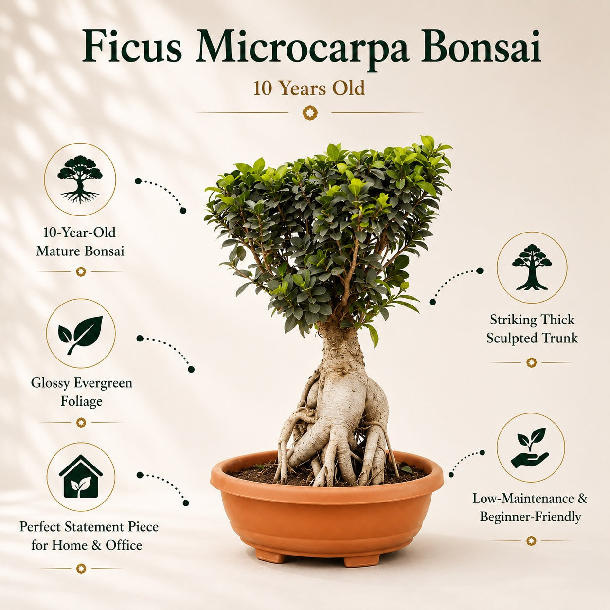 Ficus Microcarpa Indoor Bonsai Tree – 10 Years, Thick Trunk 50cm