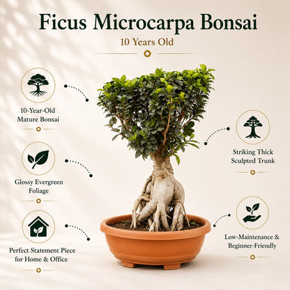 Ficus Microcarpa Indoor Bonsai Tree – 10 Years, Thick Trunk 50cm
