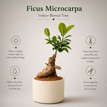 Ficus Microcarpa Indoor Bonsai Tree – 3 Years, Off-White Ceramic Pot