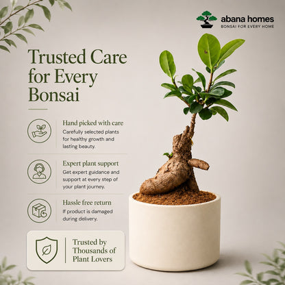 Ficus Microcarpa Indoor Bonsai Tree – 3 Years, Off-White Ceramic Pot