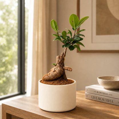 Ficus Microcarpa Indoor Bonsai Tree – 3 Years, Off-White Ceramic Pot
