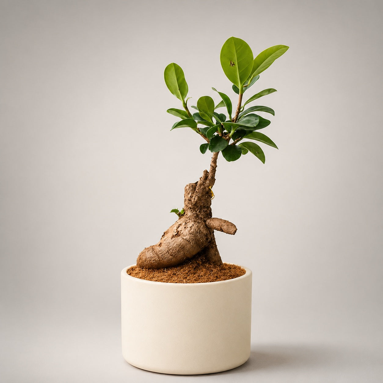 Ficus Microcarpa Indoor Bonsai Tree – 3 Years, Off-White Ceramic Pot