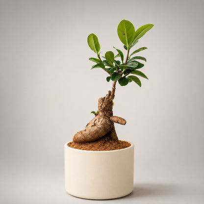 Ficus Microcarpa Indoor Bonsai Tree – 3 Years, Off-White Ceramic Pot
