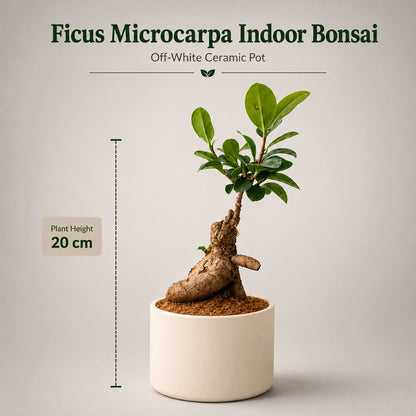 Ficus Microcarpa Indoor Bonsai Tree – 3 Years, Off-White Ceramic Pot