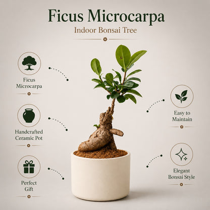 Ficus Microcarpa Indoor Bonsai Tree – 3 Years, Off-White Ceramic Pot