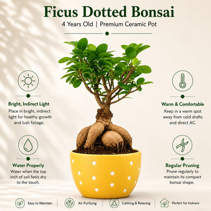 Ficus Microcarpa Indoor Bonsai Tree – 4 Years, Dotted Ceramic Pot