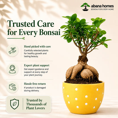 Ficus Microcarpa Indoor Bonsai Tree – 4 Years, Dotted Ceramic Pot