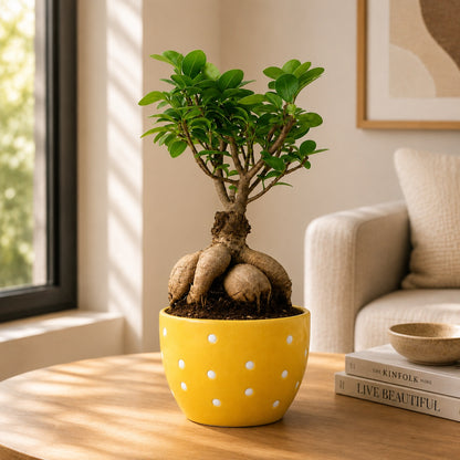 Ficus Microcarpa Indoor Bonsai Tree – 4 Years, Dotted Ceramic Pot