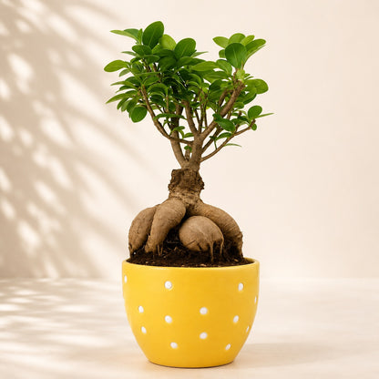 Ficus Microcarpa Indoor Bonsai Tree – 4 Years, Dotted Ceramic Pot