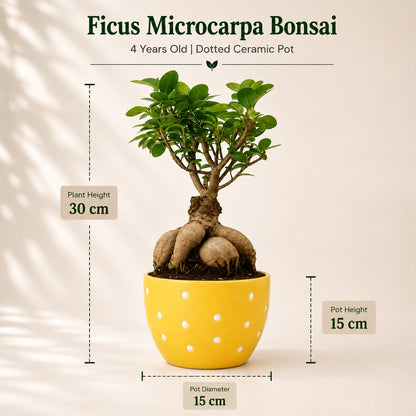 Ficus Microcarpa Indoor Bonsai Tree – 4 Years, Dotted Ceramic Pot