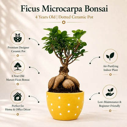 Ficus Microcarpa Indoor Bonsai Tree – 4 Years, Dotted Ceramic Pot