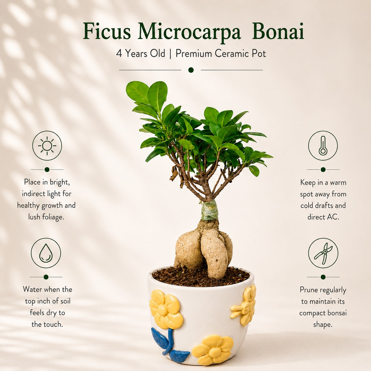 Ficus Microcarpa Indoor Bonsai Tree – 4 Years, Premium Ceramic Pot
