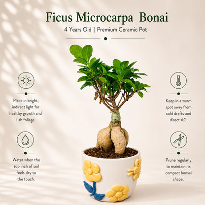 Ficus Microcarpa Indoor Bonsai Tree – 4 Years, Premium Ceramic Pot