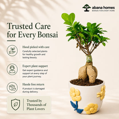 Ficus Microcarpa Indoor Bonsai Tree – 4 Years, Premium Ceramic Pot
