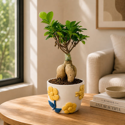 Ficus Microcarpa Indoor Bonsai Tree – 4 Years, Premium Ceramic Pot