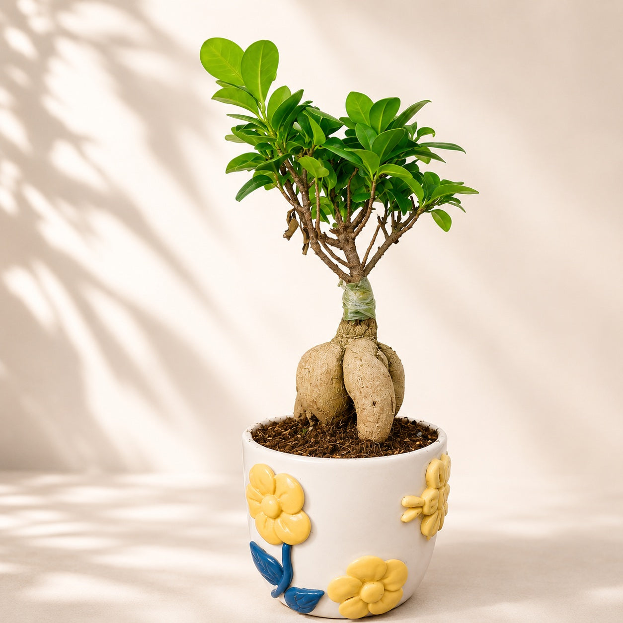 Ficus Microcarpa Indoor Bonsai Tree – 4 Years, Premium Ceramic Pot