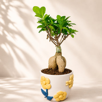 Ficus Microcarpa Indoor Bonsai Tree – 4 Years, Premium Ceramic Pot