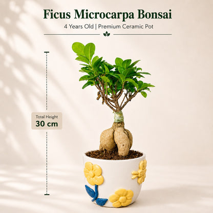 Ficus Microcarpa Indoor Bonsai Tree – 4 Years, Premium Ceramic Pot