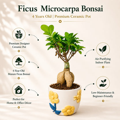Ficus Microcarpa Indoor Bonsai Tree – 4 Years, Premium Ceramic Pot