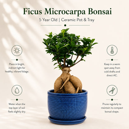 Ficus Microcarpa Indoor Bonsai Tree – 5 Years, Ceramic Pot & Tray