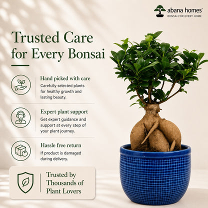 Ficus Microcarpa Indoor Bonsai Tree – 5 Years, Ceramic Pot & Tray