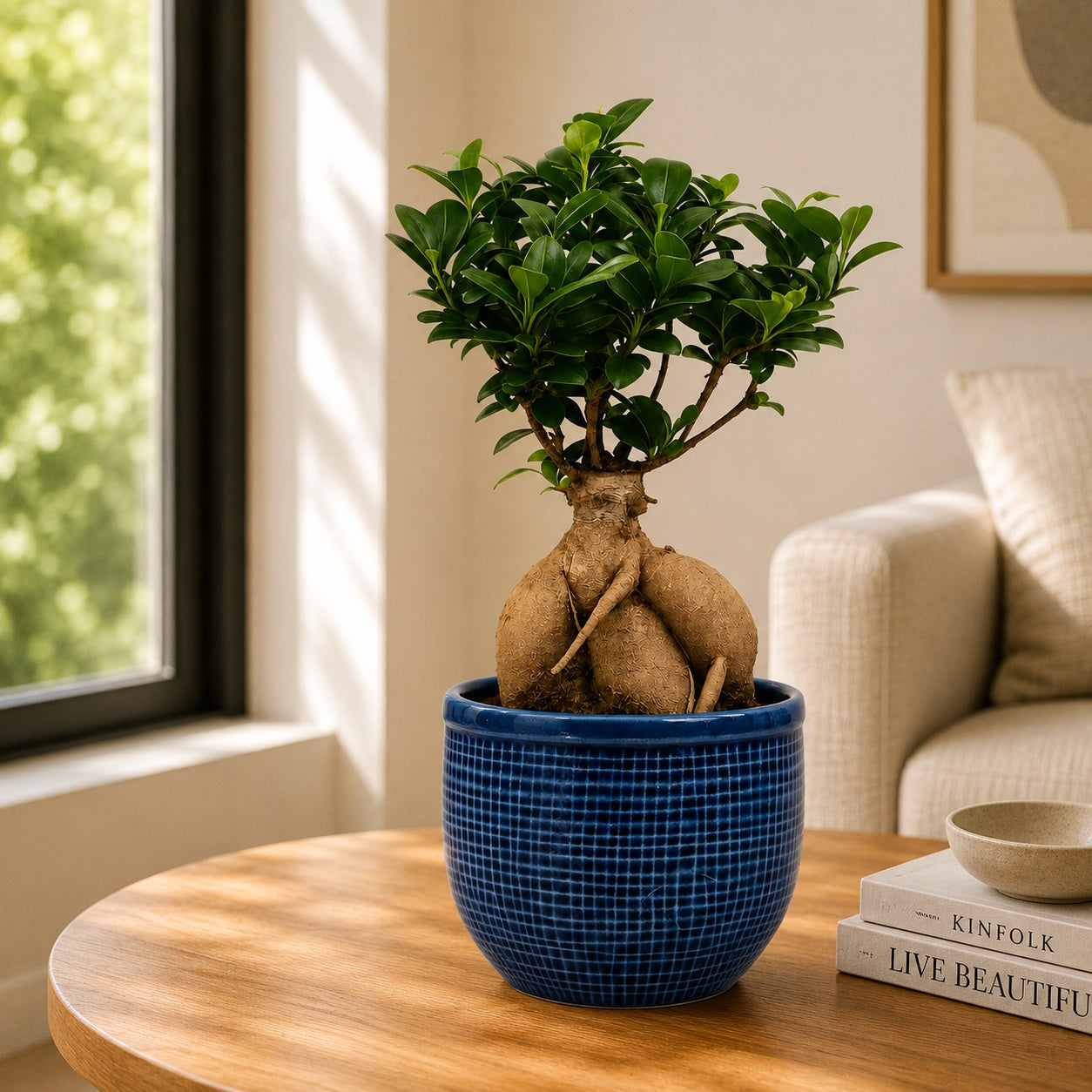 Ficus Microcarpa Indoor Bonsai Tree – 5 Years, Ceramic Pot & Tray