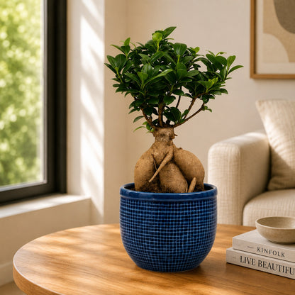 Ficus Microcarpa Indoor Bonsai Tree – 5 Years, Ceramic Pot & Tray