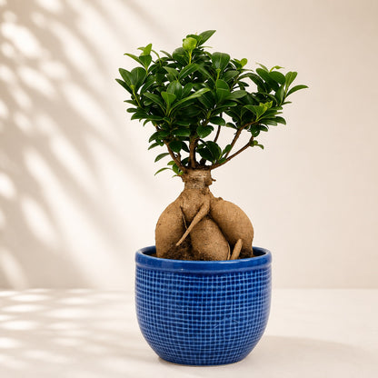 Ficus Microcarpa Indoor Bonsai Tree – 5 Years, Ceramic Pot & Tray