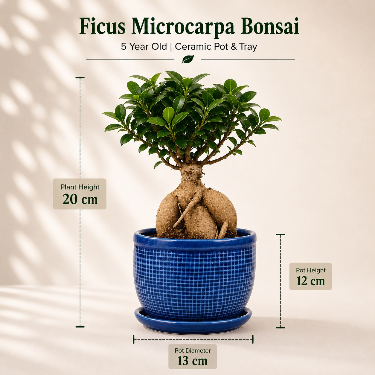 Ficus Microcarpa Indoor Bonsai Tree – 5 Years, Ceramic Pot & Tray