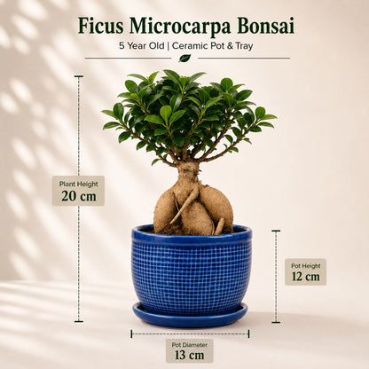 Ficus Microcarpa Indoor Bonsai Tree – 5 Years, Ceramic Pot & Tray