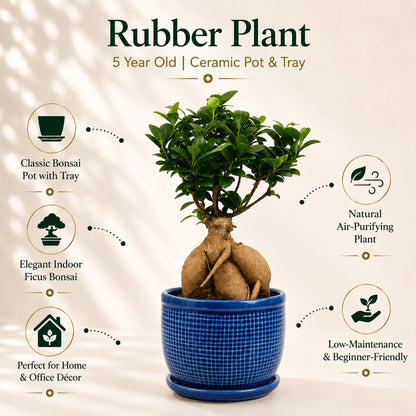 Ficus Microcarpa Indoor Bonsai Tree – 5 Years, Ceramic Pot & Tray