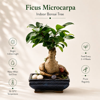 Ficus Microcarpa Indoor Bonsai Tree – 6 Years, Blue Ceramic Pot