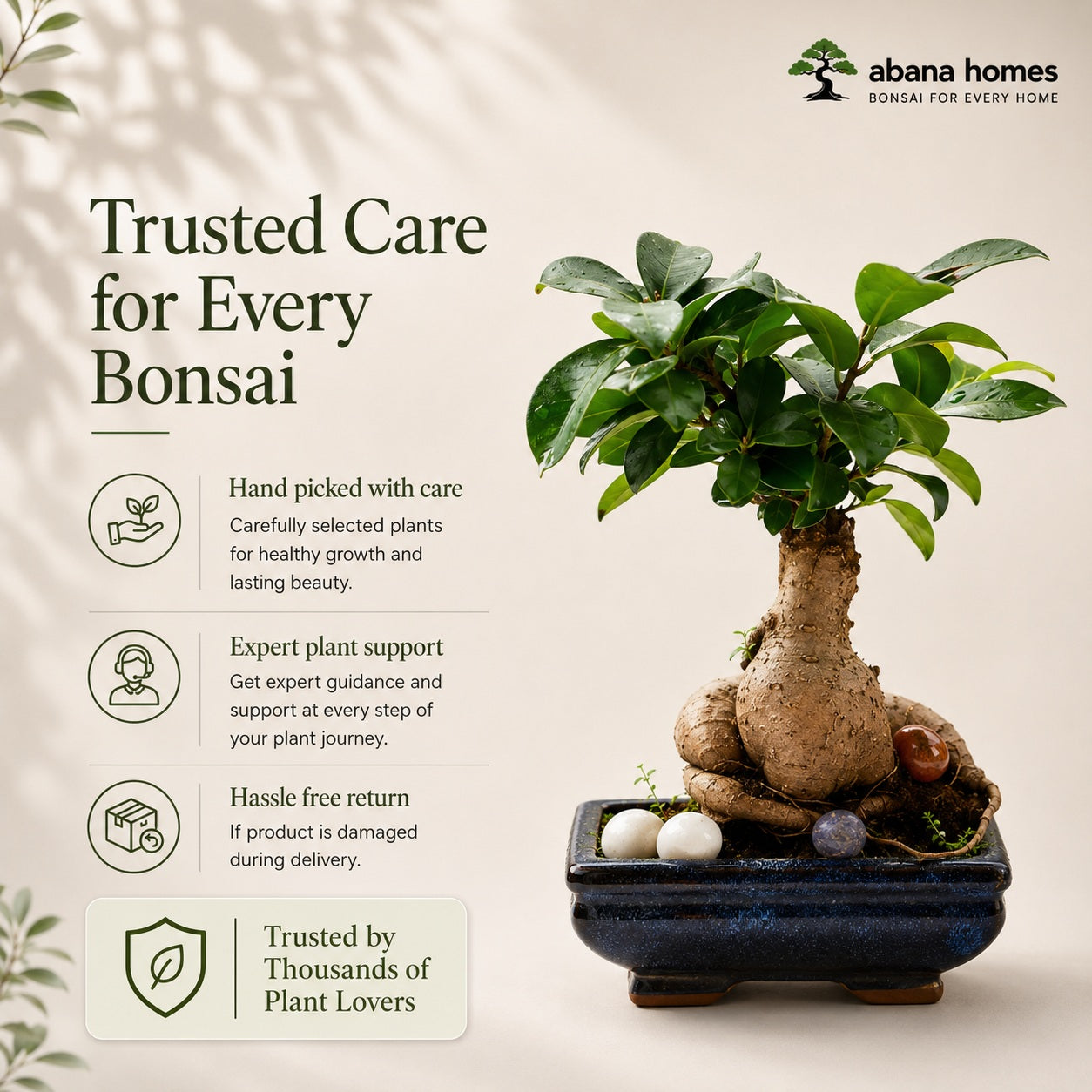 Ficus Microcarpa Indoor Bonsai Tree – 6 Years, Blue Ceramic Pot