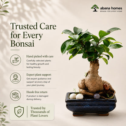 Ficus Microcarpa Indoor Bonsai Tree – 6 Years, Blue Ceramic Pot