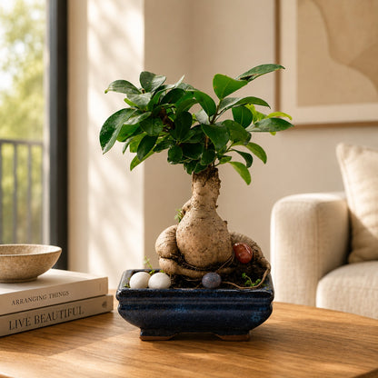 Ficus Microcarpa Indoor Bonsai Tree – 6 Years, Blue Ceramic Pot