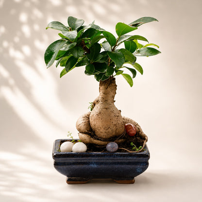 Ficus Microcarpa Indoor Bonsai Tree – 6 Years, Blue Ceramic Pot